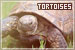 Tortoises