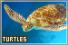 Turtles