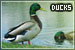 Ducks