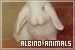 Albino Animals